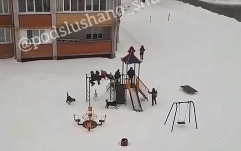 Стая собак загнала семерых детей на горку в Шумерле