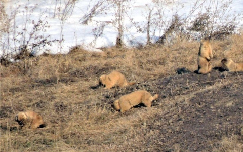 В Чувашии проснулись сурки - предвестники весны
