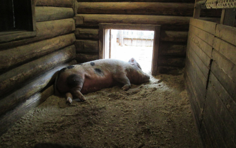 Чувашия оказалась в зоне риска по распространению африканской чумы свиней