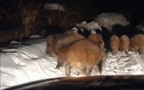 В Чебоксарах были снова замечены дикие кабаны