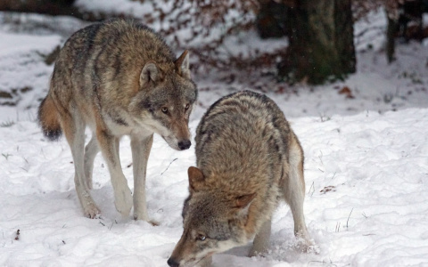 В трех районах Чувашии охотники застрелили четырех волков