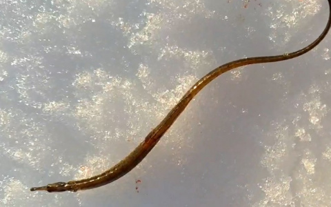 Житель Чувашии выловил на Волге существо, похожее на иглу