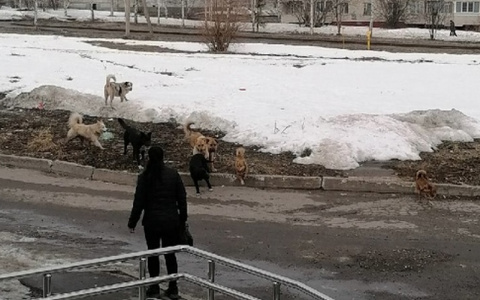 В Чувашии бродячие собаки покусали двоих детей и взрослых