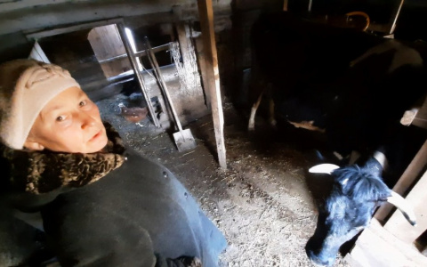 Супруги держат двух коров возле Новочебоксарска: "Если хорошо трудиться, 1000 рублей каждый день можно получать"