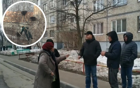 В Чебоксарах произошел грачиный скандал: одни скидывают гнезда, а другие защищают