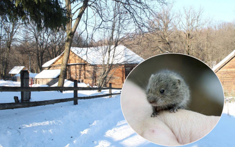 В Чувашии обеспокоены ростом заболеваемости "мышиной болезнью"