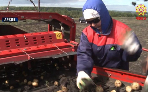 В Чувашии планируют построить шведский завод сушеной картошки