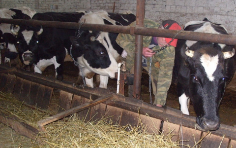 Владельцам коров в Чувашии обещают вновь раздать деньги