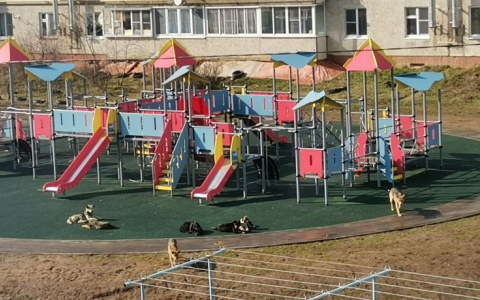 Семь собак захватили новую детскую площадку: "Лают и не впускают"
