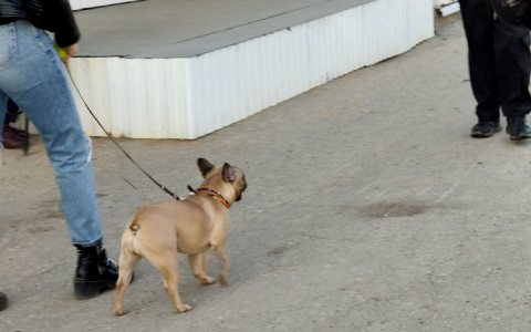 Пассажирку с собакой высадили из такси, но она успела присвоить чужой телефон