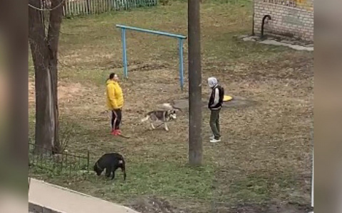 Что грозит владельцу собаки за отсутствие намордника, выгул на детской площадке и нападение на человека