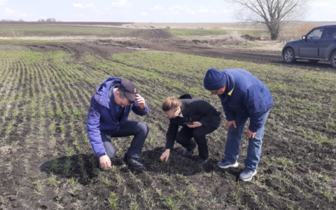 Поля Чувашии поразила снежная плесень