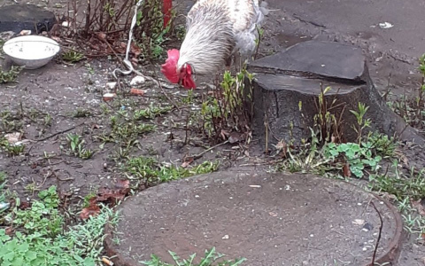 Чебоксарка завела в квартире петуха и выгуливает его во дворе: "Привязывает за ногу к скамейке"