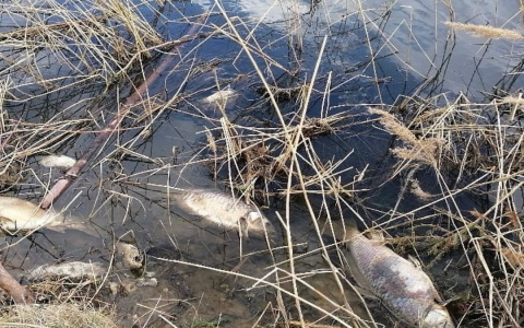 В Чувашии на плотине реки массово гибнет рыба: за дело взялась прокуратура