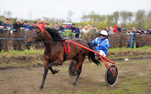В Чувашии прошли бега рысистых лошадей