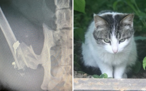 В Чувашии неизвестный обстреливает кошек