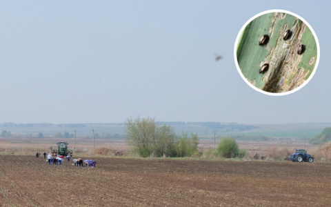 В полях Чувашии обнаружились черные жуки-вредители