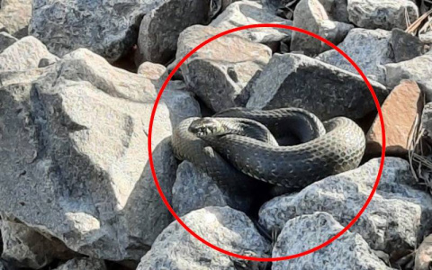 Змеи нападают на жителей Чувашии, есть пострадавшие