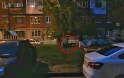 В Чебоксарах стая собак грызет кошек во дворах домов