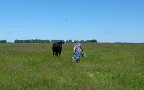 В Чувашии владельцам коров начали раздавать деньги