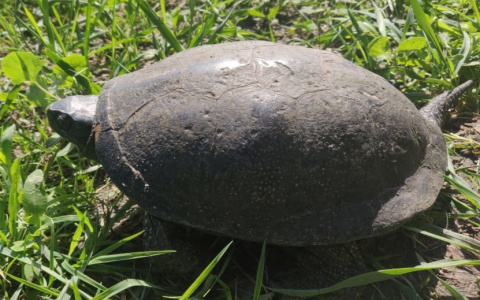 Болотных черепах официально признают и внесут в Красную книгу Чувашии: "Миф стал реальностью"