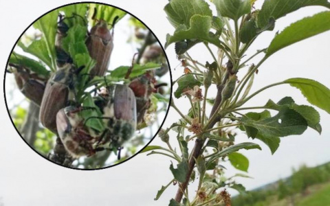 В Мариинском Посаде майские жуки обгладывают деревья подчистую: “Яблок в этом году тоже не будет”