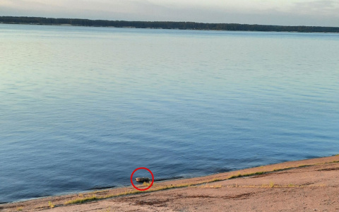 В Чебоксарах недалеко от пляжа плавает мертвый кабан