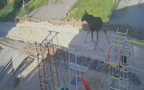 В Альгешево был замечен бегущий лось