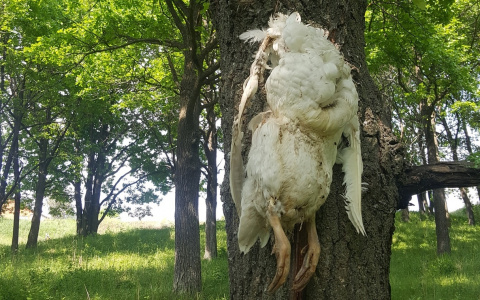 В Чебоксарском районе кто-то привязал безголовый труп гуся к дереву