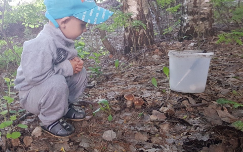 Белые грибы появились в Чувашии в небывалое время