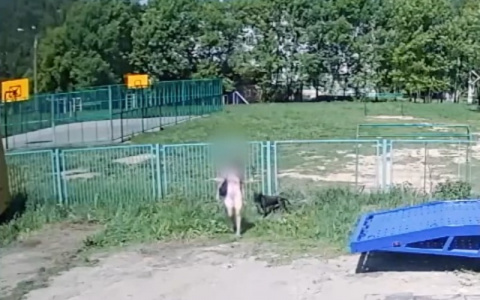 В Чебоксарах хозяйка бросила пса, привязав его к забору школы