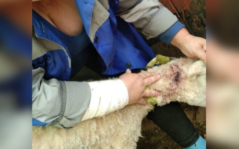 В Урмарском районе стая бродячих собак загрызла четырех овец