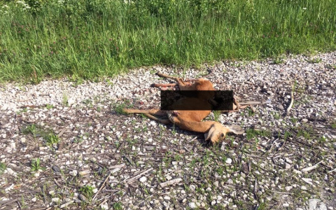 Водитель сбил трех косуль и скрылся с места ДТП, но оставил после себя улику