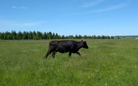 В Чувашии фермеры получили пособия на содержание коров