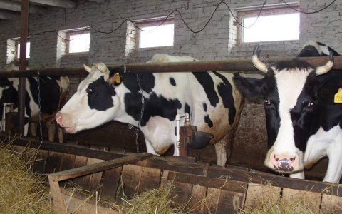 Один из молочных заводов в Чувашии стал банкротом