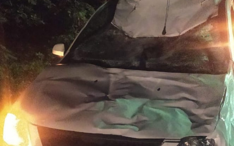 В Чебоксарах лось выбежал на дорогу и погиб под колесами машины