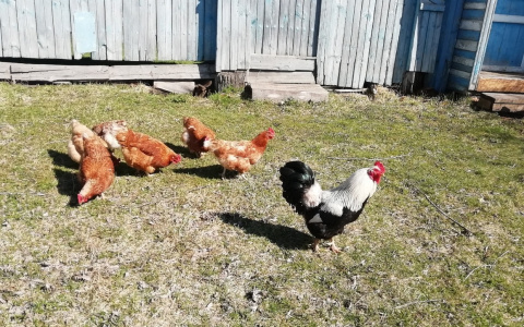 Жителям Чувашии обещают построить новый "антизловонный" завод по переработке птичьего помета за два года