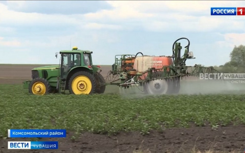 В пяти районах Чувашии на полях заметили вредителей, угрожающих урожаю