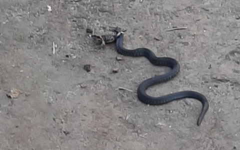 Жители Чебоксар заметили активность змей: два случая за день