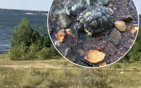 В Чебоксарах на берегу Волги поселилась черепаха