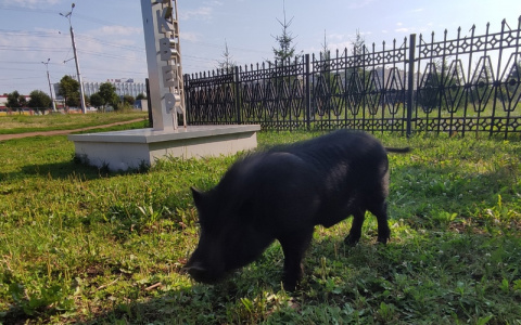 В Чебоксарах в Кадетский парк забрел кабан