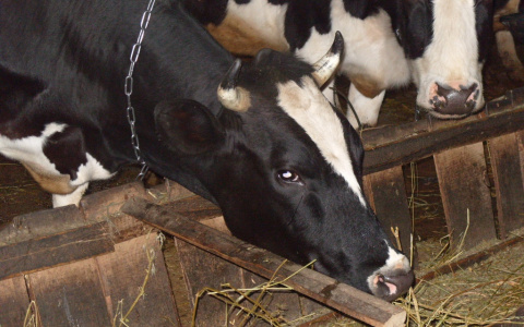 В Чувашии внедрят геномную селекцию коров