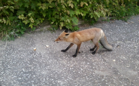 В Ядрине бешеная лиса покусала женщину возле дома