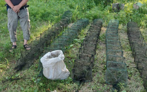 В Чувашии поймали истребителя раков и выпустили 200 животных на свободу