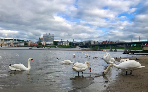 Чебоксарцы вредят лебедям на Заливе: власти обратились к горожанам