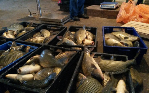 Знаменитый рыбхоз Чувашии планирует вырастить в этом году  300 тонн рыбы