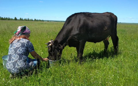 Власти заявили о росте цены на закупочное молоко от населения Чувашии