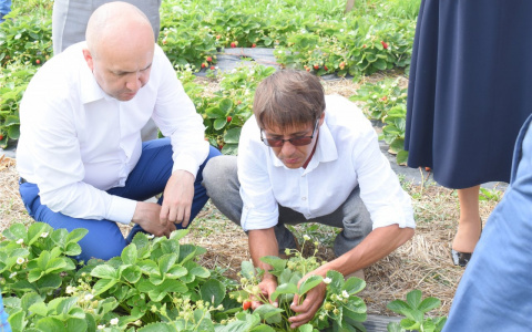 Сергей Артамонов осмотрел, как в Чувашии выращивают клубнику и разводят форель