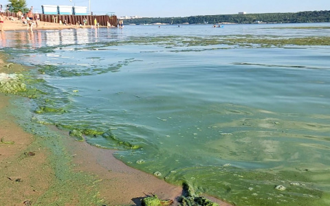 Специалисты объяснили, почему Волга в Чувашии ежегодно превращается в зеленую муть
