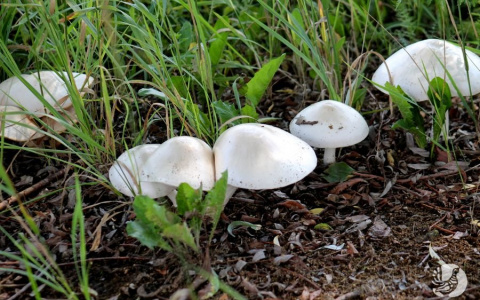 Биологи нашли в Чувашии грибы, которые ранее не росли в наших лесах